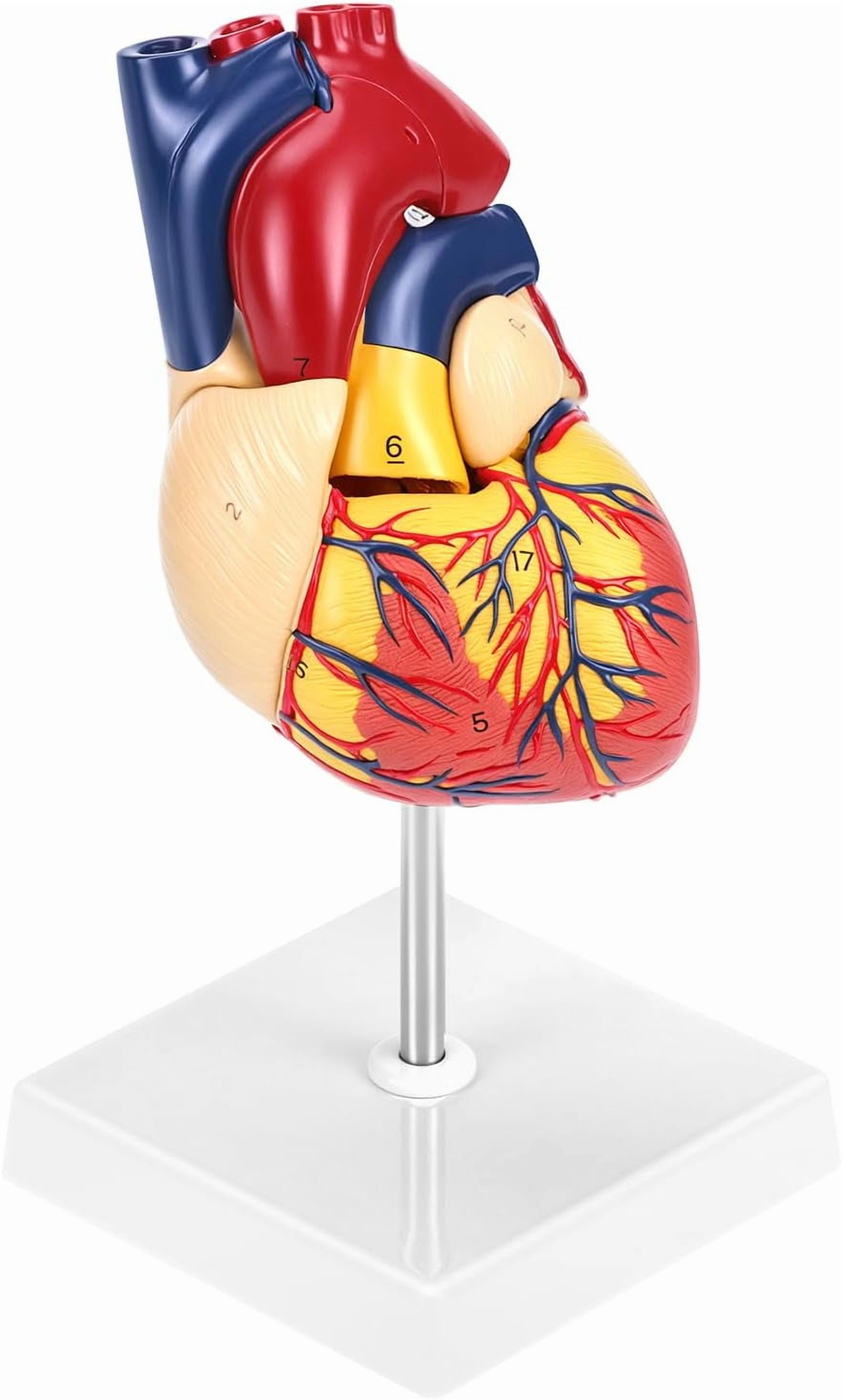 Human Heart Model, Anatomically Accurate Numbered 2-Part Life Size Heart Medical Model with 34 Anatomical Structures, Held Together with Magnets on Base