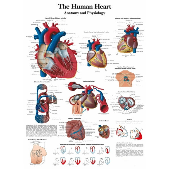 The Human Heart Wall Art Posters Canvas Print Artwork Wall Chart Human Anatomy Wall Painting Office Hospital Room Home Decoration (without Framed),Multicolor,16x19.7 inch(40x50 cm)
