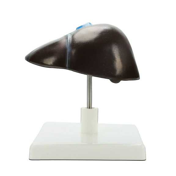 Human Hepatic Structure Anatomy Model Life Size Anatomical Human Liver Model for Teaching Research Clinical Settings