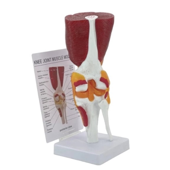 Human Knee Anatomy Model Human Knee Joint Model with Ligaments Teaching Tool for Doctors Classroom Demonstration