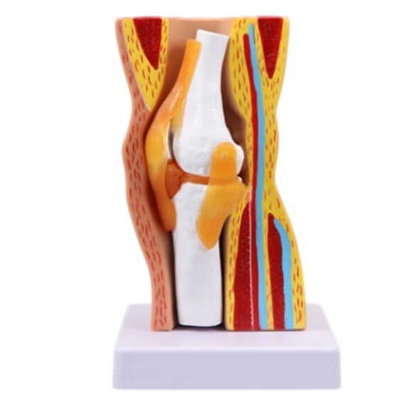 Human Knee Joint Anatomy Model Human Knee Joint Model Teaching Tool for Doctors Classroom Demonstration
