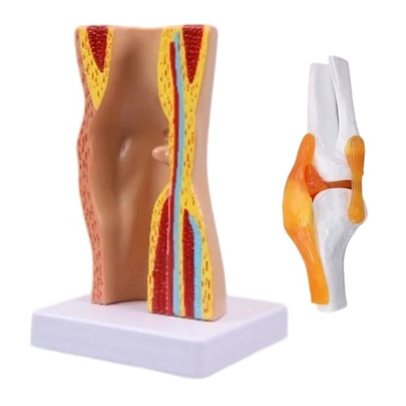 Human Knee Joint Anatomy Model for Lab School Human Knee Joint Model Knee Joint Ligaments Skeleton Muscle Anatomy Model