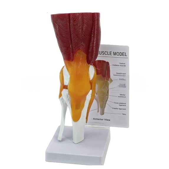 Modular Knee Model Human Knee Joint Model Human Knee Joint Muscles Ligaments Anatomically ...
