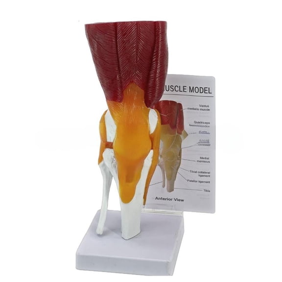 Human Knee Joint Model Human Knee Joint Muscles Ligaments Anatomically Model