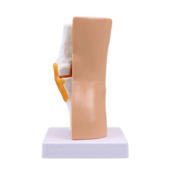 Human Knee Joint Model Knee Joint Ligaments Skeleton Muscle Anatomy Model School Teaching Tool for Science Class