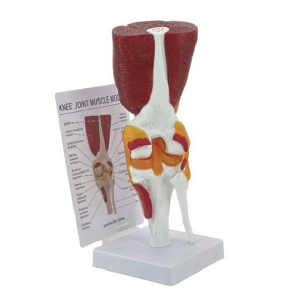 Human Knee Joint Model with Ligaments Human Knee Anatomy Model Medicals Teaching Tool for Study and Display