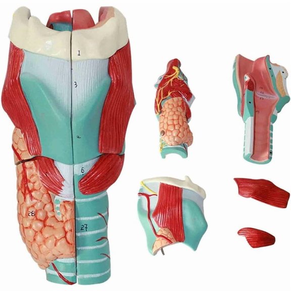 Human Laryngeal Anatomy Model, Enlarged Human Laryngeal Joint Simulation Model Medical-Anatomy for Scientific Teaching