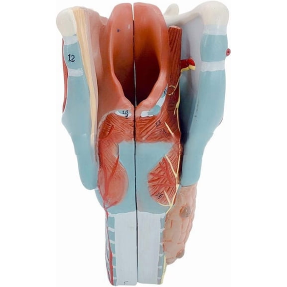 Human Larynx Anatomy Model, 2X Enlarged Anatomical Larynx Model Detachable Human Throat Model