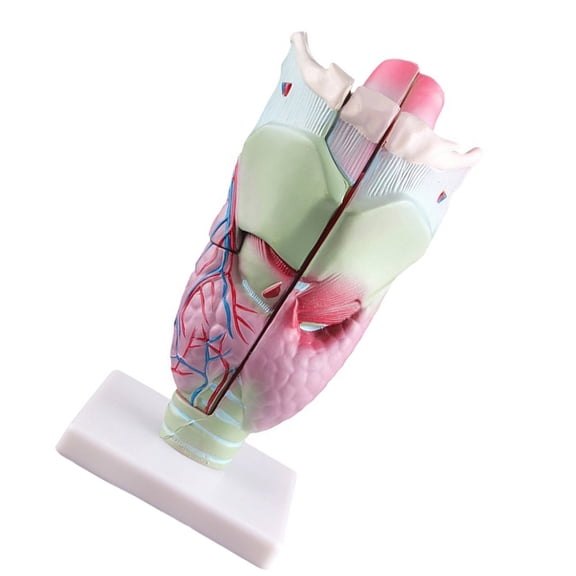Human Larynx Anatomy Model Science Medicals Teaching Aid Enlarged Anatomical Larynx Model for Science Classroom Study