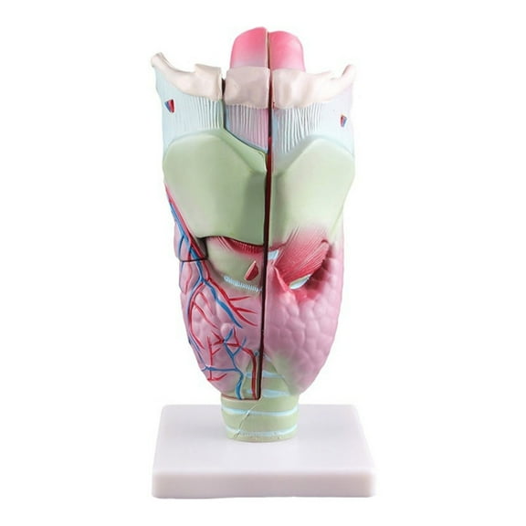 Human Larynx Model Human Organs Teaching Tool Human Larynx Anatomy Model Enlarged Anatomical Larynx Model for Student