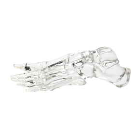 Human Left Foot and Ankle Skeleton Model Clear Foot Joint Bone Model for Classroom Demonstrations and Laboratory Use