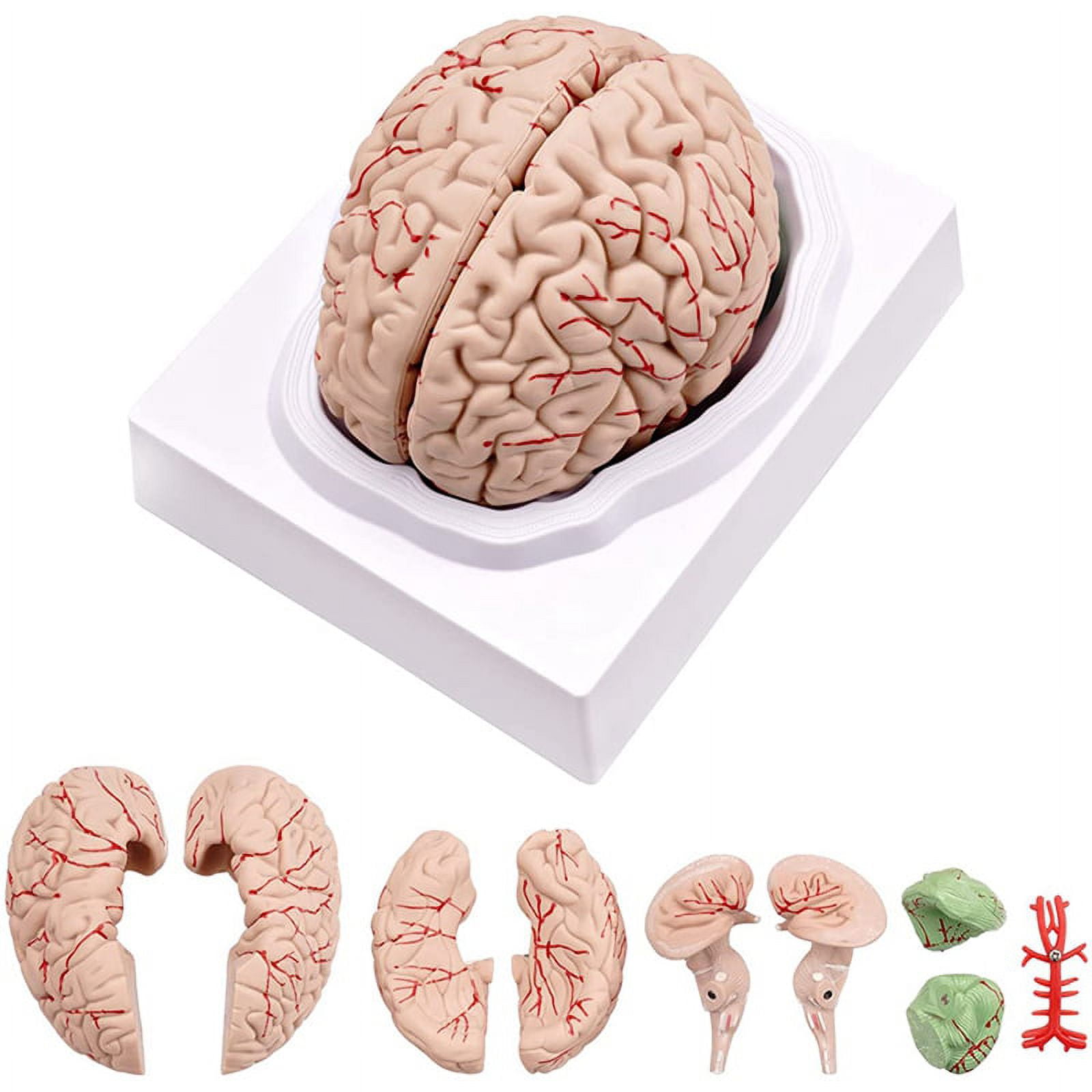 VEVOR Human Brain Model Anatomy Teach Brain Model 9 Parts Labeled Life Size