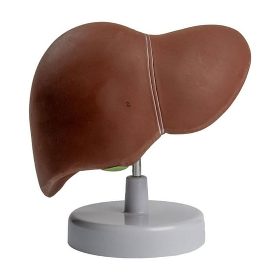 Human Liver Anatomy Model for Study, Life Size Liver Model Anatomy Shows Detail of Lobes, Ligaments, Gallbladder