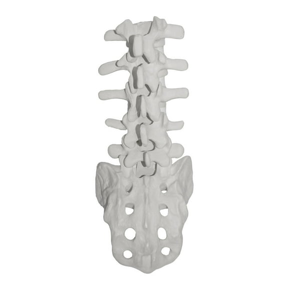 Human Lumbalis Skeleton Anatomy Model with Sacrum School Teaching Tool