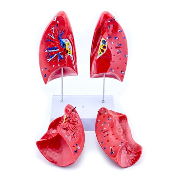Human Lung Anatomy Model Anatomical Normal Lung Model with Removable Components for Clinical Teaching Demonstration
