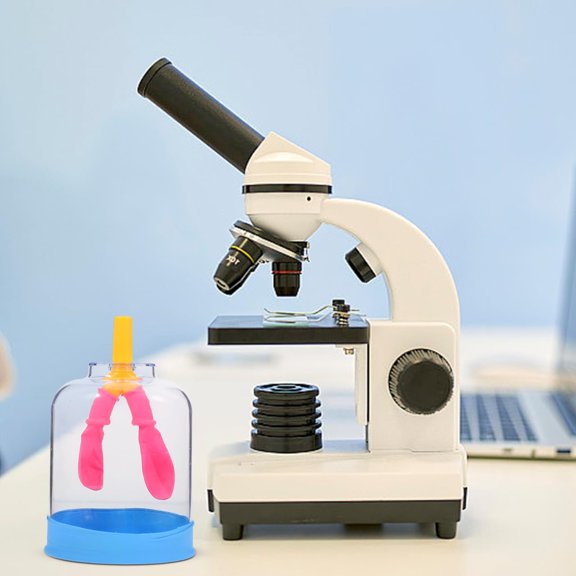 Human Lung Breathing Model Educational Teaching Aid for Scientific Experiments Realistic Lung Anatomy Model with Diaphragm Simulation Portable Breathing Teaching Tool