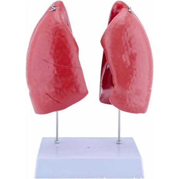Human Lung Model, Lung Anatomical Model, Human Lung Anatomical Display, Human Lung Anatomy Model - 1:1