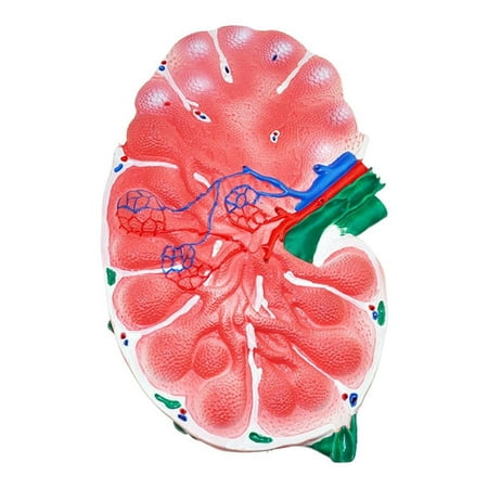 Human Lymph Node, Incredibly Detailed Model,Two Sided to Show Key Anatomical Features,Human Anatomy Science Models for School