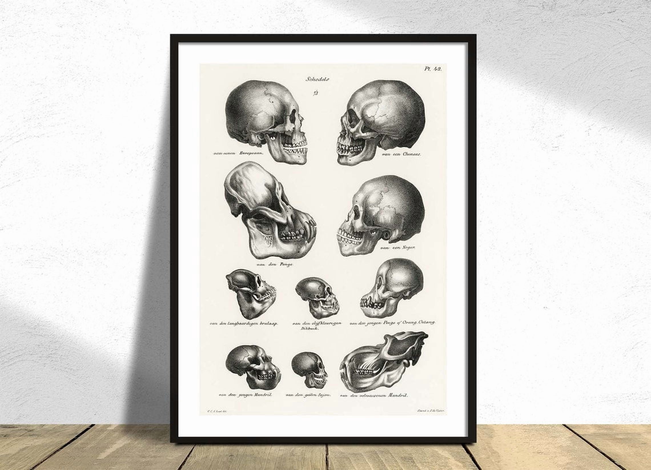 Medical Sign Rn Human Monkey And Ape Skulls Poster, Schinz De Visser, Medical, Wild ...