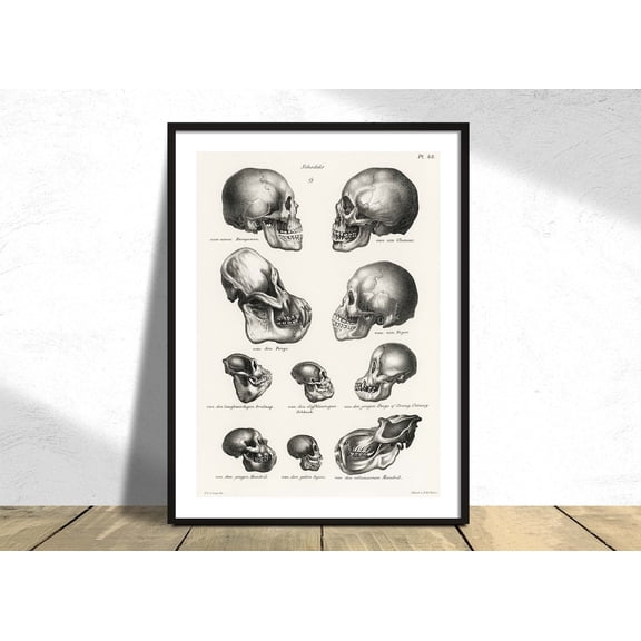 Human Monkey And Ape Skulls Schinz De Visser Medical Poster Wild Animal Botanical Art History Anatomy Vintage, Unframed Canvas 8x10in