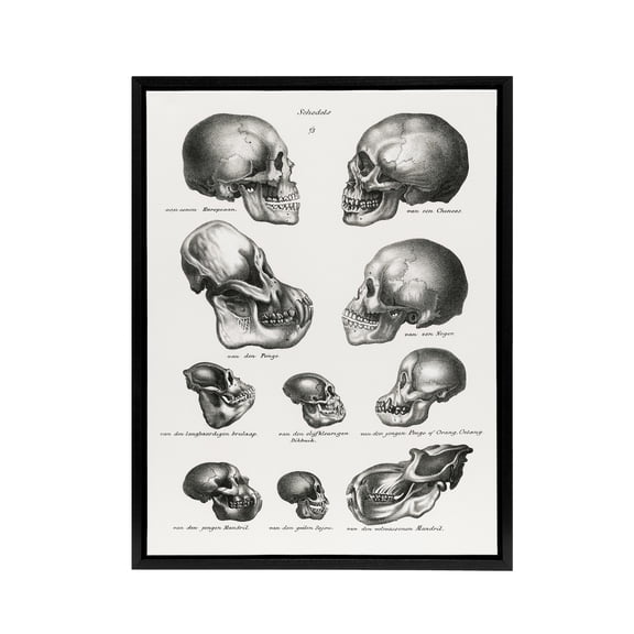 Human Monkey and Ape Skulls Visser Vintage Black Framed Canvas Wall Art 12X16"
