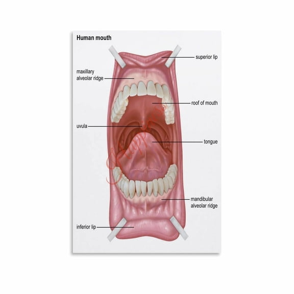 Human Mouth Structure Anatomy Poster Dental Health Wall Art Canvas Painting Posters And Prints Wall Art for Living Room Bedroom Decor