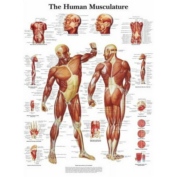 Human Muscle Chart Musculature Poster 16in x 24in 16x24 Multi-Color Square Adults Best Posters