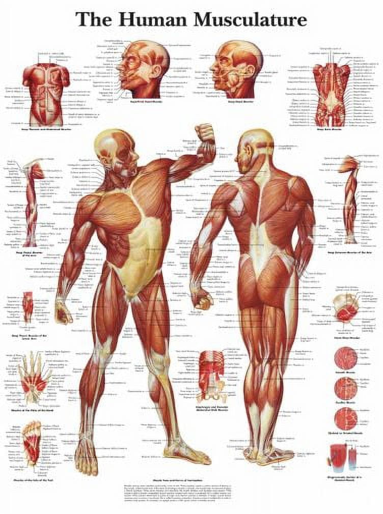 Human Muscle Chart Musculature Poster 24x36 Art Poster 24x36 Multi-Color Square Adults Poster Time