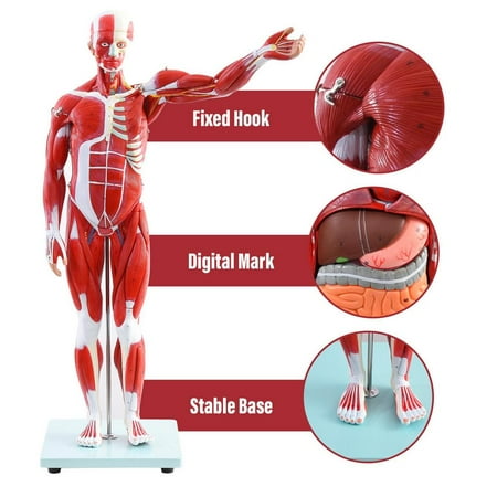 Human Muscle and Organ Model, 27-Part 1/2 Life Size Muscular System Model with Removable Organ, Human Muscular Figure Body Anatomy Model for Medical Physiology Study Teaching Includes Poster