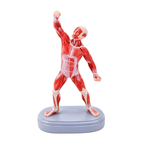 Human Muscle Structure Display Model with Base for Classroom Demonstration, Full Body Anatomy Teaching Aid for Students