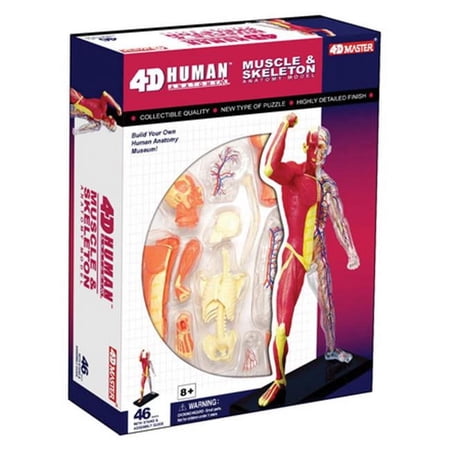 Human Muscle and Skeleton Anatomy Model