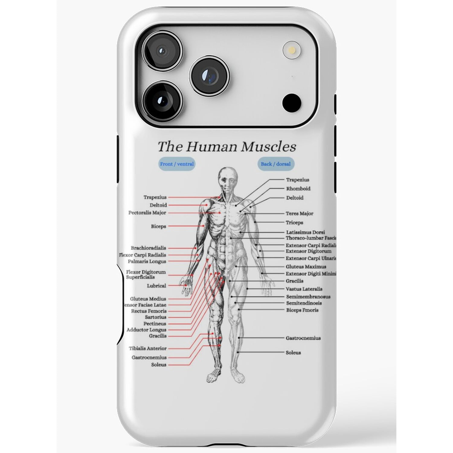 Medical Human Chart Human Muscles Anatomy Chart Tough iPhone Case, Polycarbonate Shell with ...