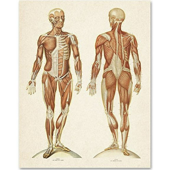 Human Muscular System - Front and Back View - 11x14 Unframed Art Print - Great Gift for Medical and Nursing Students