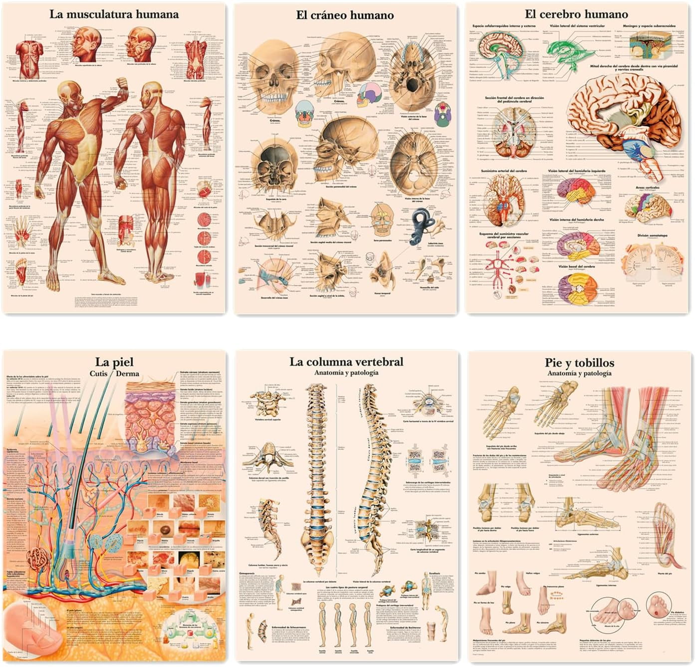 Human Musculature, Brain, Foot Joints, Skin, Skull, Spinal Colimn ...