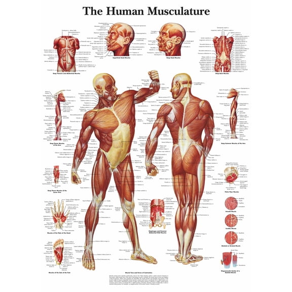The Human Musculature Wall Art Posters Canvas Print Artwork Wall Chart Human Anatomy Wall Painting Office Hospital Room Home Decoration (without Framed),Multicolor,16x19.7 inch(40x50 cm)