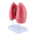 thumbnail image 1 of Human Normal Lung Anatomy Model with Detachable Parts for Clinical Settings, 1 of 5