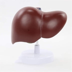 Human Organ Anatomy Model, Pancreas Digestive System Spleen Duodenum Liver Gallbladder Spleen Model Medical Teaching, Medical Model