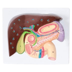 Human Organ Stomach Anatomy Model, Gallbladder Pancreas Digestive Section Model, Liver Anatomy hepatopancreas Duodenum Model, Anatomy Model