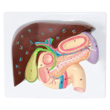 Human Organ Stomach Anatomy Model, Gallbladder Pancreas Digestive Section Model, Liver Anatomy hepatopancreas Duodenum Model, Anatomy Model