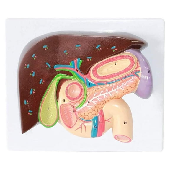 Human Organ Stomach Anatomy Model, Gallbladder Pancreas Digestive Section Model, Liver Anatomy hepatopancreas Duodenum Model, Anatomy Model