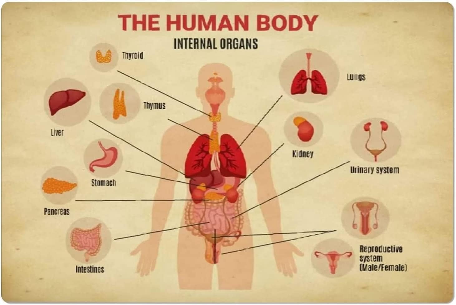 TUNIU Human Organs Infographic Metal Tin Signs 8