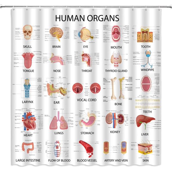 Human Organs Shower Curtain Anatomy Organ Body Complete Chart Structures Life Medical Science Skull Eyes Nose White Fabric Bath Curtains Bathroom Accessories Polyester with Plastic Hooks 70x70 Inch