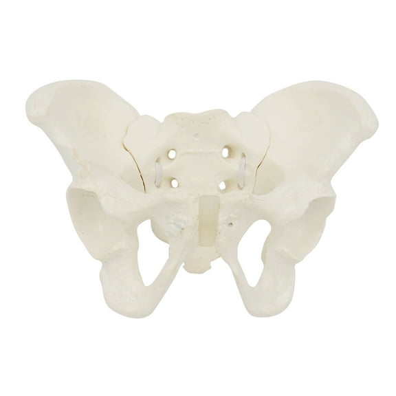 Small Size Female Pelvis Model, Flexible Anatomy Model Hip Bone Pelvic Anatomical Model for Science Education Midwife