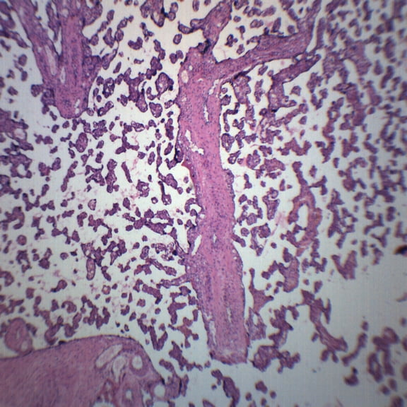 Human Placenta Section - Prepared Microscope Slide - 75 x 25mm - Biology & Microscopy - Eisco Labs