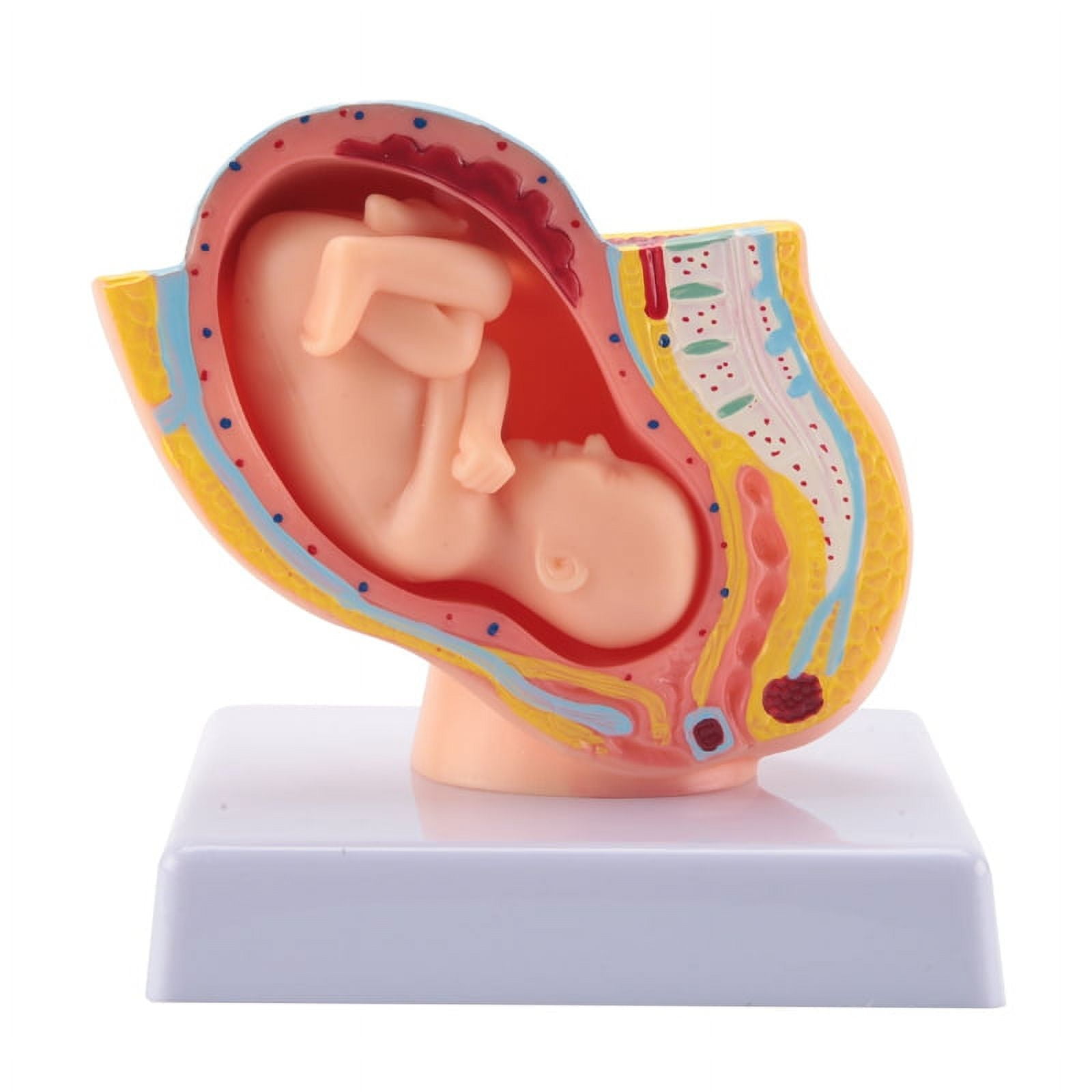 Human Pregnancy Fetal Development 9Th Month Embryonic Pelvic Model Fetus  Foetus Pregnancy Anatomy of the Placenta Model - Walmart.com, image size:1600x1600