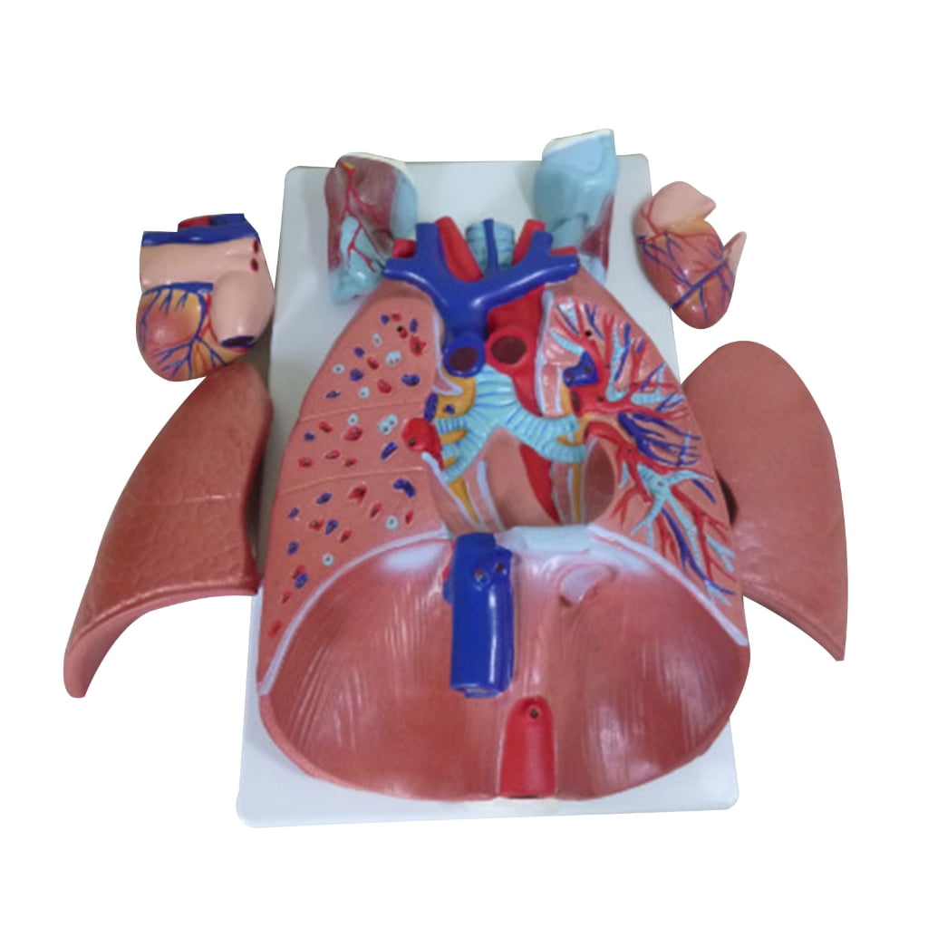 Human Respiratory System Model Human Laryngeal Cardiopulmonary Anatomy ...