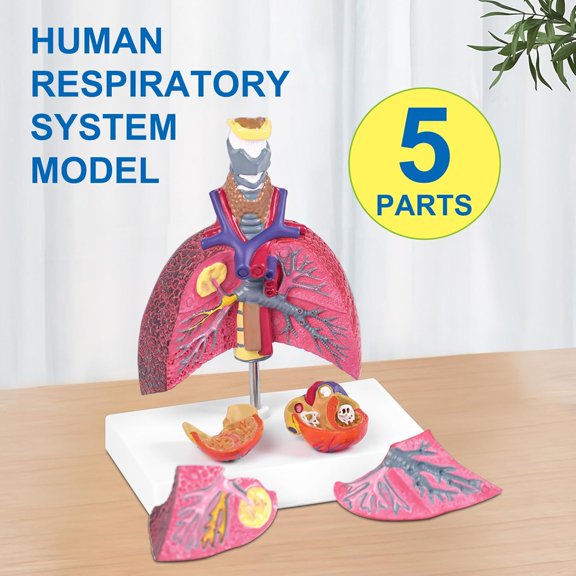 Human Respiratory System Model - Life Size 5-Part Anatomy Set with Healthy Pathological Lung Comparison for Medical Education