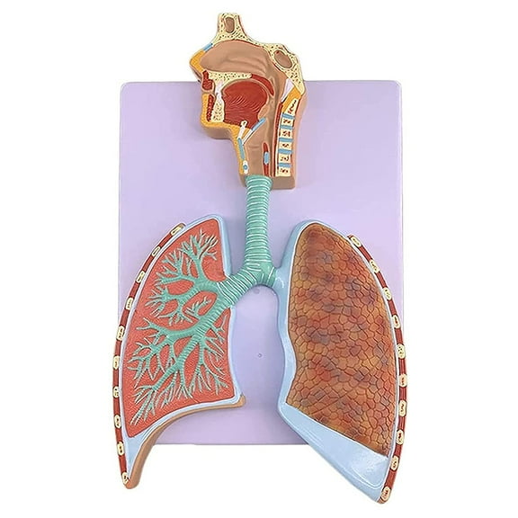Human Respiratory System Model Shows Respiratory Tract Alveoli Nasal Cavity Size 7.5x13'' for Education Lectures Use