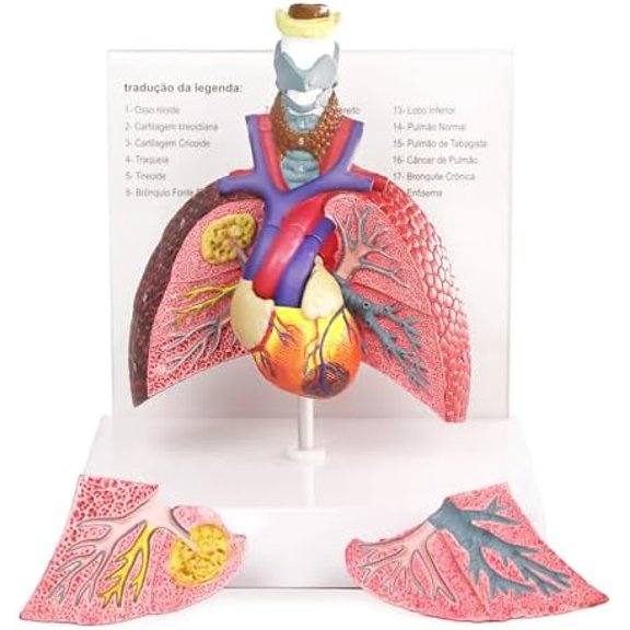 Human Respiratory System model,anatomy models human body$$Other