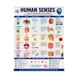 Medical Human Chart Human Senses Educational Chart Anatomy Metal Tin Sign - Walmart.com